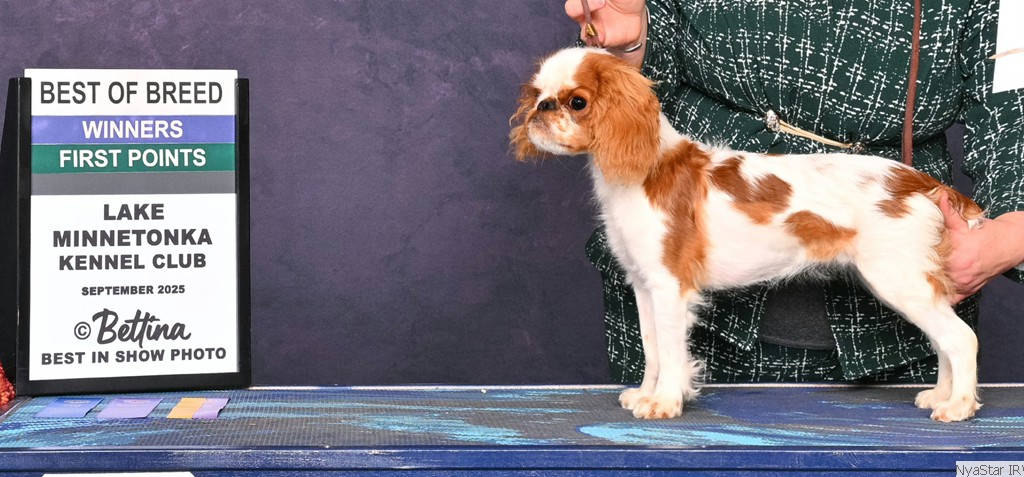Luna, NyaStar's Fly Me to the Moon, Irish Red & White Setter