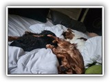 English Toy Spaniel (131)