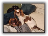 English Toy Spaniel (136)