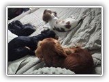English Toy Spaniel (22)