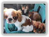 English Toy Spaniel (28)