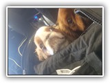 English Toy Spaniel (3)
