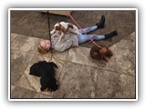 English Toy Spaniel (35)