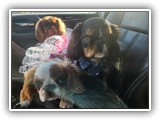 English Toy Spaniel (37)