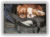English Toy Spaniel (4)