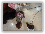 English Toy Spaniel (41)