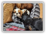English Toy Spaniel (43)