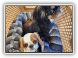 English Toy Spaniel (44)