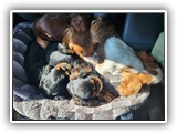 English Toy Spaniel (45)