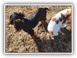 English Toy Spaniel (46)