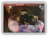 English Toy Spaniel (49)