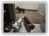 English Toy Spaniel (52)