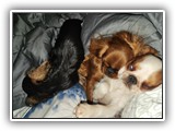 English Toy Spaniel (63)