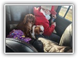 English Toy Spaniel (64)