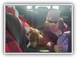 English Toy Spaniel (74)