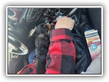 English Toy Spaniel (75)