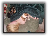 English Toy Spaniel (77)
