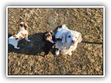 English Toy Spaniel (82)