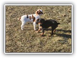 English Toy Spaniel (84)