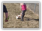 English Toy Spaniel (85)