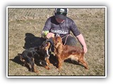 English Toy Spaniel (86)