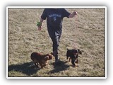 English Toy Spaniel (87)