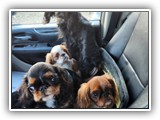 English Toy Spaniel (9)