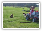 English Toy Spaniel (95)
