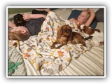 English Toy Spaniel (99)