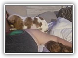 Englsh Toy Spaniel (226)