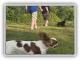 Englsh Toy Spaniel (392)