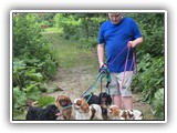 Englsh Toy Spaniel (432)