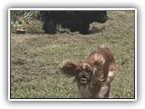Englsh Toy Spaniel (556)