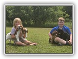 Englsh Toy Spaniel (586)