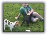 Englsh Toy Spaniel (626)