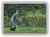 Englsh Toy Spaniel (638)