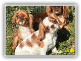 Englsh Toy Spaniel (854)