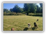 Englsh Toy Spaniel (870)