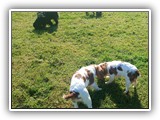Englsh Toy Spaniel (873)