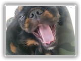 Flynn Ryder (8)