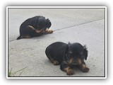 puck litter (166)