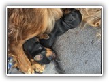 puck litter (3)