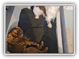puck litter (4)