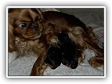 puck litter (52)