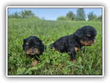 puck litter (63)