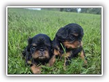 puck litter (65)