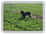 Wednesday (97)